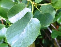 Alnus cordata - olše srdčitá