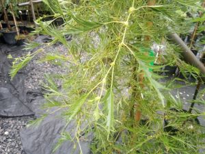 Alnus glutinosa ´Imperialis´ - olše lepkavá