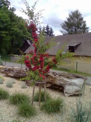 Crataegus laevigata ´Paul´s Scarlet´ - hloh obecný