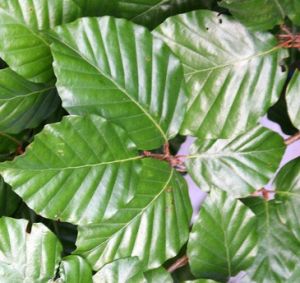 Fagus sylvatica - buk lesní 