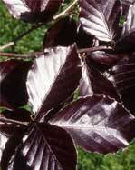 Fagus sylvatica ´Riversii´ - buk lesní 