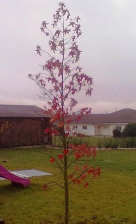 Liquidambar styraciflua - ambroň západní 