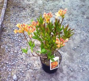 Azalea Knap hill 'Golden Flare' - azalka