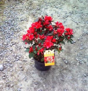 Azalea 'Orange Beauty' - azalka 