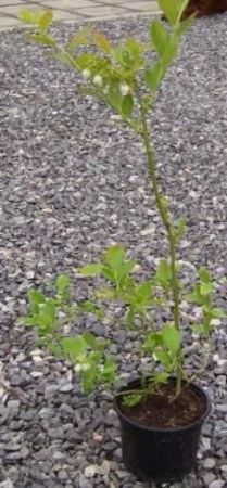 Vaccinium corymbosum 'Bluecrop' - kanadská borůvka 