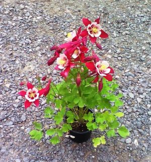 Aquilegia x caerulea 'Origami Red and White' - orlíček 