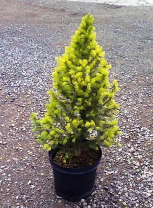 Picea glauca ´JW Daisy´ s White´ - smrk sivý