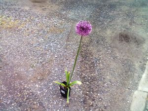 Allium 'Early Emperor' - česnek okrasný