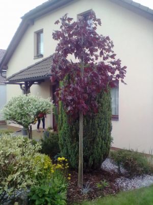 Acer platanoides 'Krimson King' - javor mléč