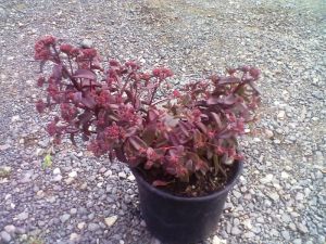 Sedum 'Merida' - rozchodník 