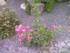 Rosa 'Mary Rose' - růže
