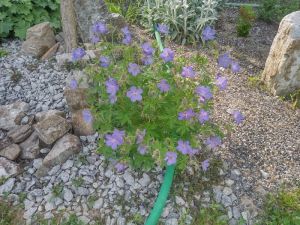 Geranium himalayense 'Johnson's Blue' - kakost himalájský 