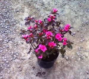 Azalea japonica 'Conny' - azalka japonská