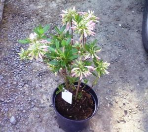Azalea 'SOIR DE PARIS' - azalka