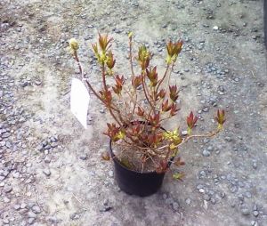Azalea (KH) 'Berryrose' - azalka