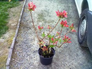 Azalka 'Berryrose' - azalka