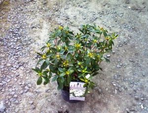 Azalea japonica 'Adonis' - azalka japonská