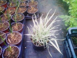 Holcus molis 'Variegatus' - medyněk měkký 