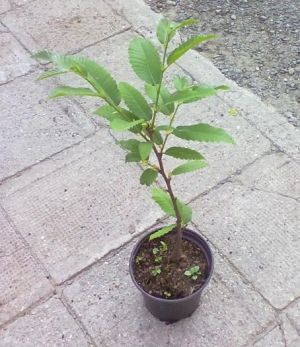Castanea sativa - kaštanovník jedlý