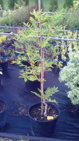 Fraxinus excelsior 'Jaspidea' - jasan ztepilý