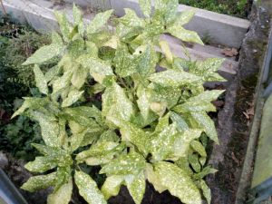 Aucuba japonica 'Variegata' - aukuba japonská 