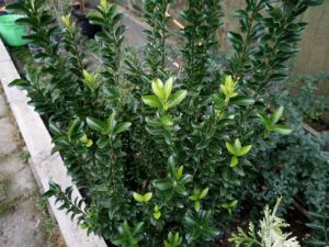 Euonymus japonicus 'Green Spire' - Brslen japonský