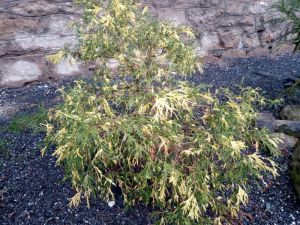 Chamaecyparis pisifera 'FILIFERA AUREOVARIEGATA' - cypřišek hrachonosný