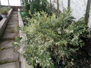 Thujopsis dolabrata 'Variegata Nana'- zeravinec japonský