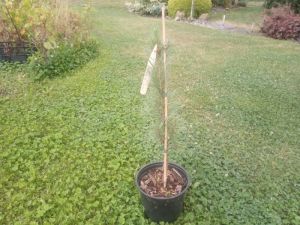 Pinus sylvestris ´Fastigiata Glauca´ - borovice lesní