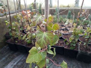 Hedera helix - břečťan popínavý