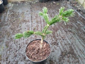 Abies nordmanniana 'Robusta' - jedle kavkazská