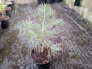 Abies concolor 'Violacea' - jedle ojíněná