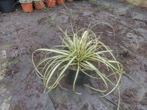 Carex Everest - ostřice
