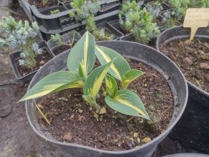 Hosta 'Magic Island' - bohyška