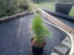 Thuja occidentalis 'Smaragd' - zerav západní