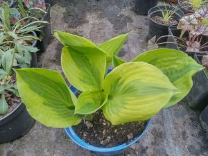 Hosta 'Summer Breeze' - bohyška