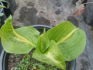 Hosta 'Yellow Polka Dot Bikini' - bohyška