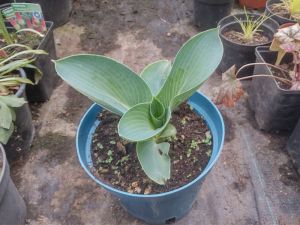 Hosta 'Buckshaw Blue' - bohyška