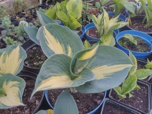 Hosta 'Dream Queen' - bohyška