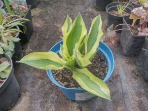 Hosta 'Atlantis' - bohyška