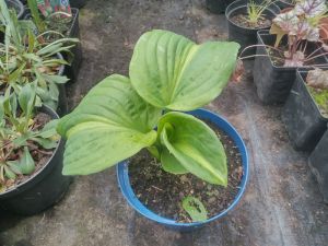 Hosta 'Emerald Charger' - bohyška