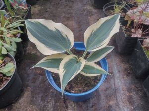 Hosta 'Firn line' - bohyška