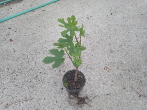 Ficus carica 'Sultane' - fíkovník