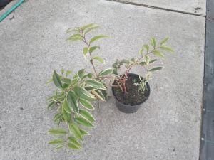 Leucothoe Whitewater® - leukotoe