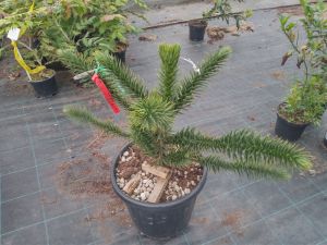 Araucaria araucana - blahočet čilský