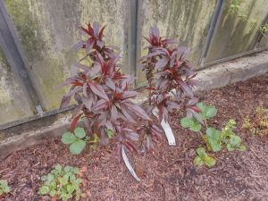 Prunus persica - broskvoň 'Balkonela Red'