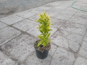 Deutzia gracilis ´Variegata´ - trojpuk něžný