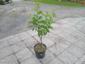 Syringa vulgaris 'Beauty of Moscow' - šeřík obecný