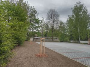 Tilia cordata 'Corzan' - lípa srdčitá