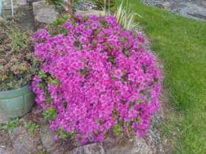 Azalea japonica 'Perfection' - azalka japonská